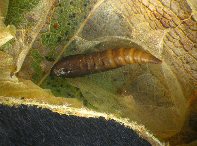 Lithocolletis (Phyllonorycter) platani